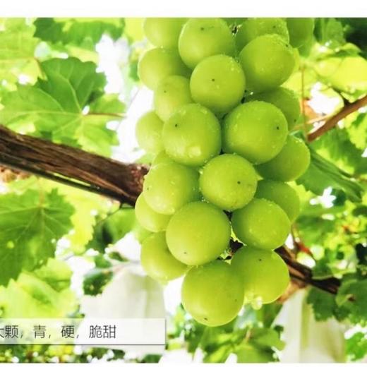 特级香印青提（约500G）/份 /份 商品图1