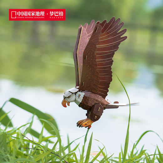 博物文创 飞鸟集系列立体拼插纸模 会发声纸模 益智动脑 雕鸮 主红雀 白头海雕 蜂鸟 冠蓝鸦 商品图2