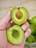 【秒杀】高山老树青梅2.5斤装 商品缩略图2