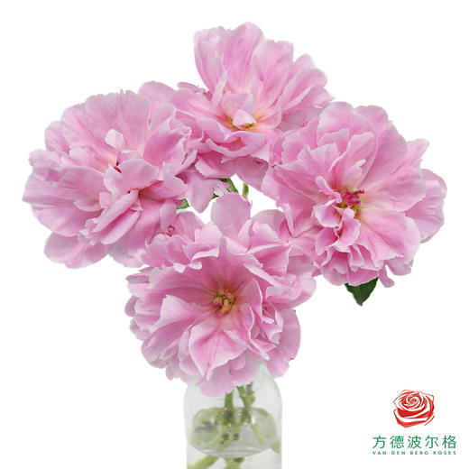 芍药 桃花飞雪 商品图5