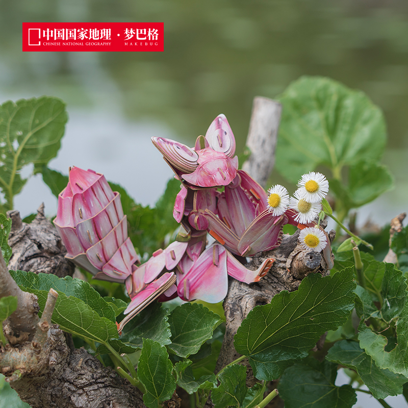 博物文创 雨林小怪系列立体拼插纸模 仿真纸模 益智动脑 兰花螳螂 高冠变色龙 草莓箭毒蛙 雨蛙蝎 跳蛛