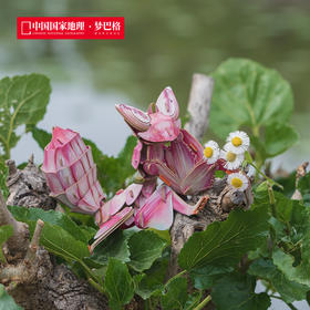 博物文创 雨林小怪系列立体拼插纸模 仿真纸模 益智动脑 兰花螳螂 高冠变色龙 草莓箭毒蛙 雨蛙蝎 跳蛛