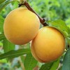 【香甜多汁❗当季新鲜黄桃】一口咬入，肉质紧实而韧，每一口都甜在心里！节水果礼盒，新鲜黄肉毛桃爆甜时令水果L 商品缩略图1