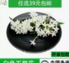 五星花1*5g 商品缩略图0