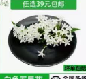 五星花1*5g