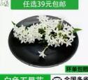 五星花1*5g 商品图0
