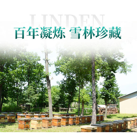 便携盒装椴树蜜 东北黑蜂野生蜂蜜 天然结晶雪蜜10g*20条 商品图2