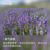 薰衣草 植物香薰精油 商品缩略图1