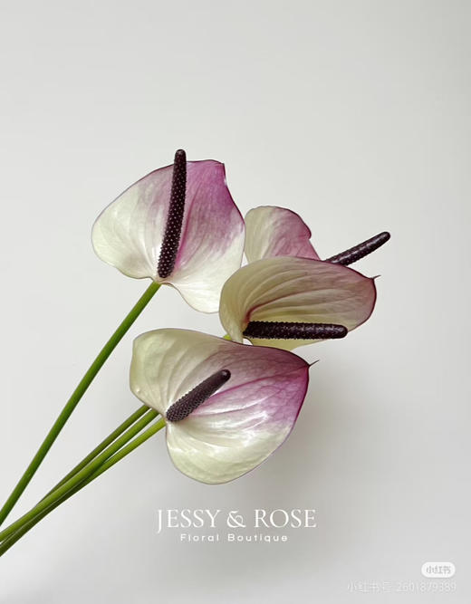 【彩掌】紫色马克西玛  单枝 商品图5