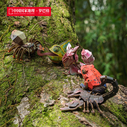 博物文创 雨林小怪系列立体拼插纸模 仿真纸模 益智动脑 兰花螳螂 高冠变色龙 草莓箭毒蛙 雨蛙蝎 跳蛛 商品图5