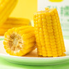 包小苞非转基因甜糯玉米 家庭装200g*10根/箱 商品缩略图9