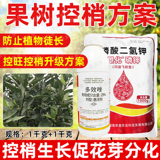 果树控夏梢控旺方案多效唑磷酸二氢钾促花专用叶面肥调节剂农用 商品图2