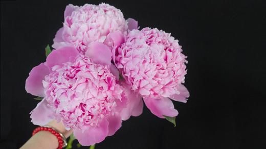 【艾丽重瓣大芍药】5支/份 买2份减10元 商品图2