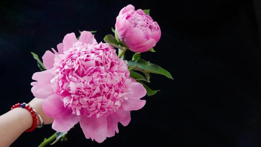 【艾丽重瓣大芍药】5支/份 买2份减10元 商品图3