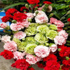 【母亲节鲜花】红粉绿康乃馨 商品缩略图0