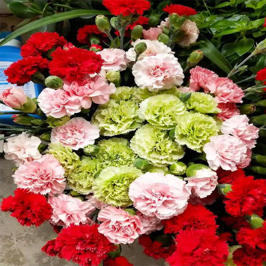 【母亲节鲜花】红粉绿康乃馨 商品图0