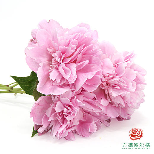 芍药 桃花飞雪 商品图3