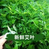 端午节新鲜艾草艾叶一年一端午一岁一安康挂艾宜早不宜晚驱基地直邮 商品缩略图1