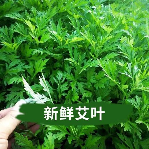 端午节新鲜艾草艾叶一年一端午一岁一安康挂艾宜早不宜晚驱基地直邮 商品图1