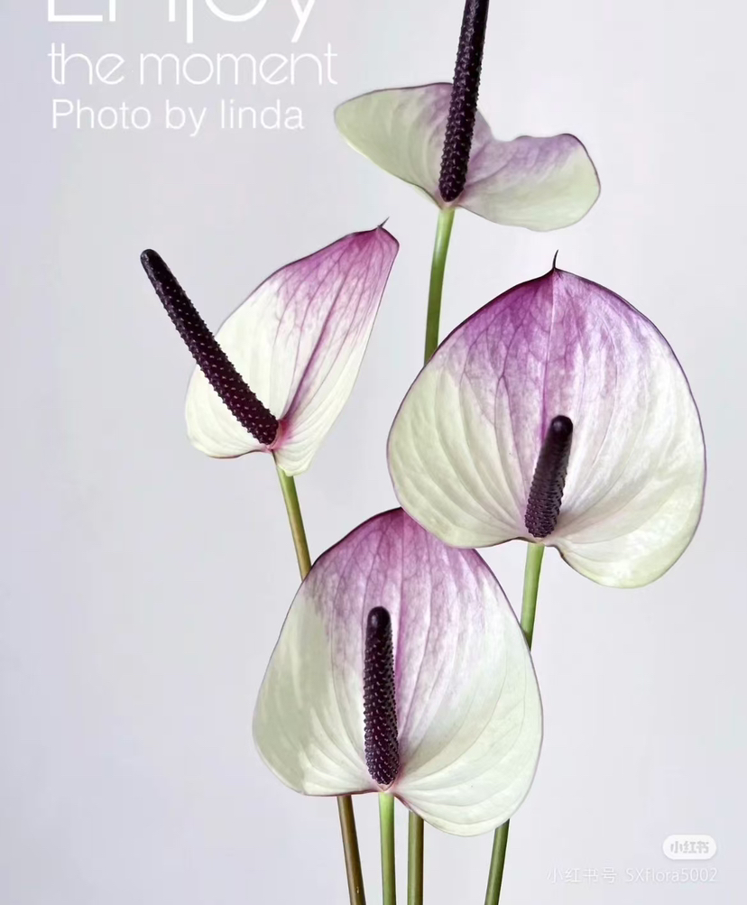 【彩掌】紫色马克西玛  单枝