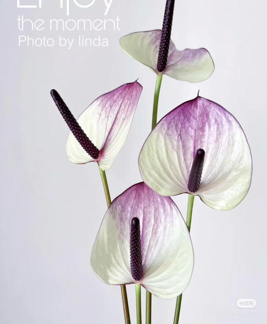 【彩掌】紫色马克西玛  单枝 商品图0