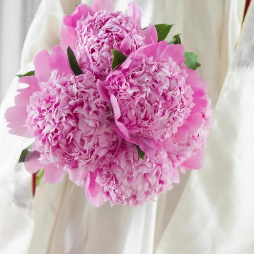 【艾丽重瓣大芍药】5支/份 买2份减10元 商品图1