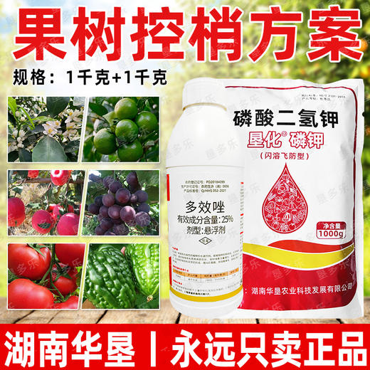 果树控夏梢控旺方案多效唑磷酸二氢钾促花专用叶面肥调节剂农用 商品图4