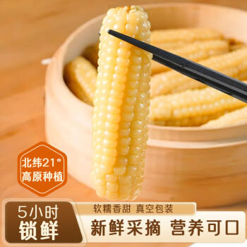 糯小鲜云南拇指玉米1斤（8-10根） 年货西双版纳新玉米儿童早餐宝妈代餐 /粮油调味 /杂粮 /谷米类 商品图2