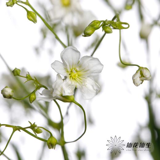 配花 | 亚布流星白 商品图4