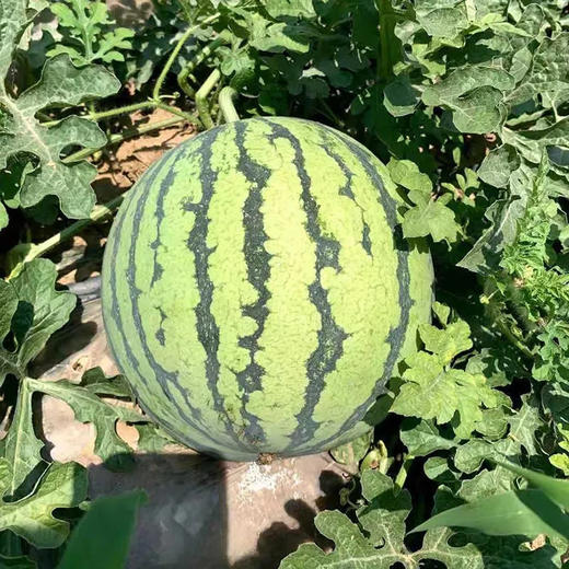【鲜甜多汁❗麒麟西瓜】果香浓郁，个大饱满，甜脆爽口，肉质鲜嫩，色泽诱人，脆甜多汁，整个新鲜应季皮薄多汁水果健康L 商品图0