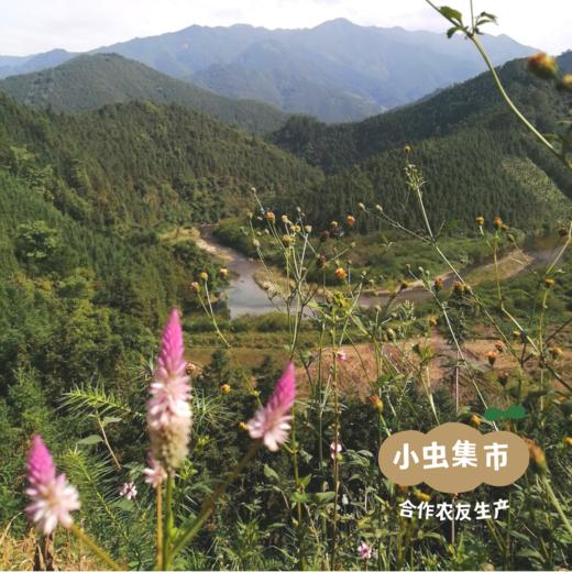 野生麦冬 250g/袋 | 合作农友生产，产自广东连南瑶族自治县，生产者：张运东 &【公平贸易农人定价】 商品图9