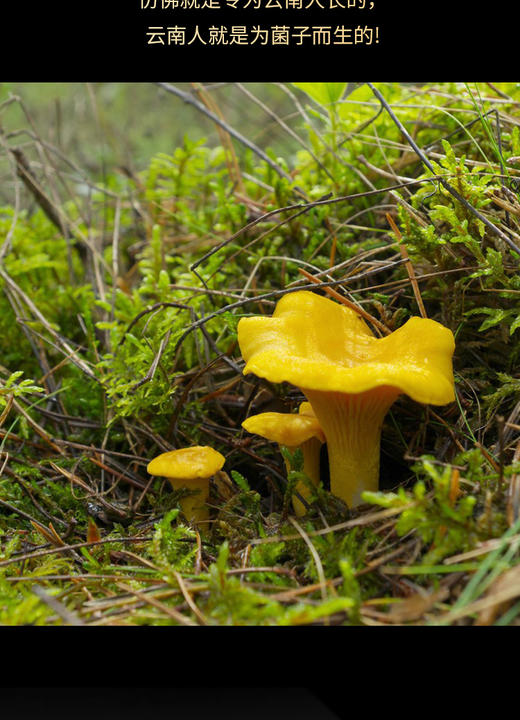 怒江泸水怒水山珍菌汤包80g/盒 商品图12