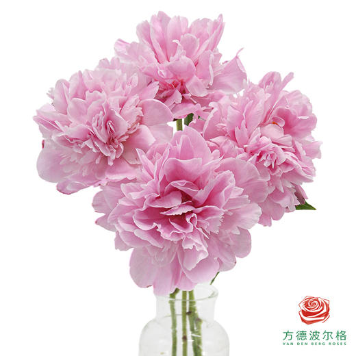 芍药 桃花飞雪 商品图2