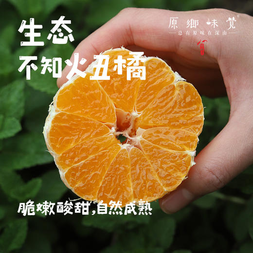 生态不知火丑橘（基地直发-顺丰包邮）| 5斤/箱，来自四川丹棱，生产者：刘德平【合作生产，公平贸易】 商品图0