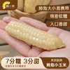 糯小鲜云南拇指玉米1斤（8-10根） 年货西双版纳新玉米儿童早餐宝妈代餐 /粮油调味 /杂粮 /谷米类 商品缩略图3
