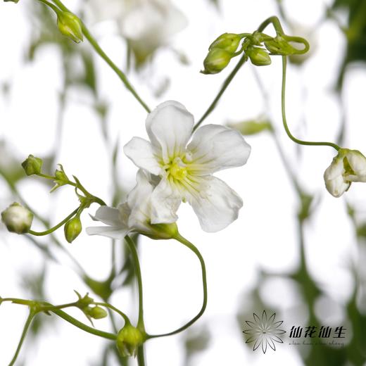 配花 | 亚布流星白 商品图1