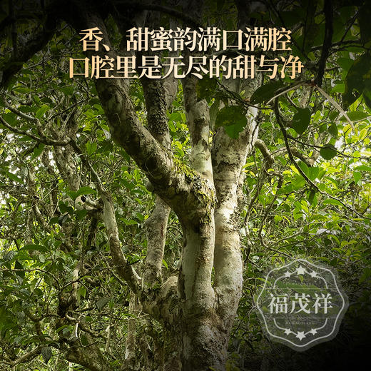 【2025年春茶】【小户赛单株】勐库大叶种茶的璀璨明珠 离茶祖最近的地方 2025年春茶临沧普洱生茶古树单株纯料357g茶饼 商品图1