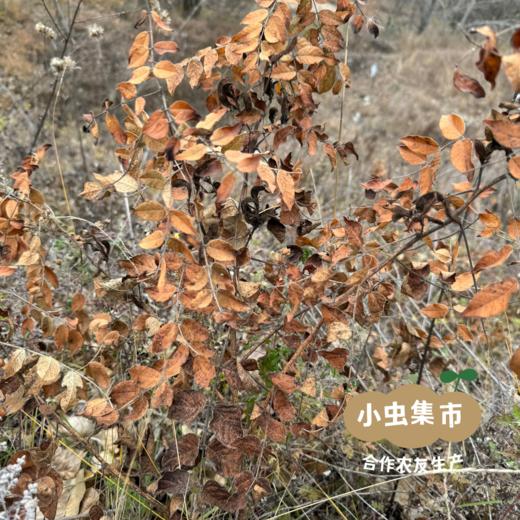 甘肃岷县野生甘草 250g | 合作农友生产，产自甘肃定西，生产者：陈建军 &【公平贸易农人定价】 商品图6