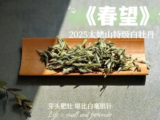 2025特级白牡丹《春望》，弥漫着毫香与素雅花香，剥了叶子就是白毫银针，太像银针了 商品图0