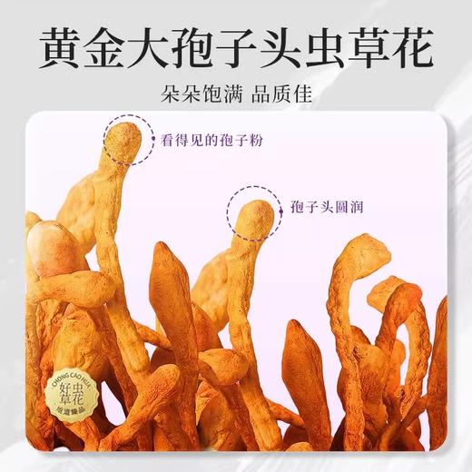 在菌屋 大孢子头虫草花300g/罐 色泽金黄 粗条饱满 无熏硫无添加 商品图1