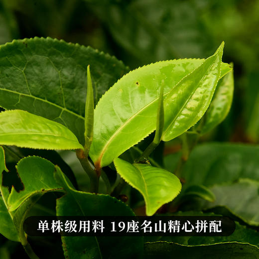 【古寨秘境七星级】2025年单株级别用料 斗茶级别的产品！古寨春店铺标杆巨作 易武茶区普洱茶生茶357克/饼 商品图1