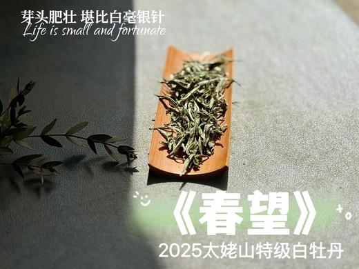 【2025春茶上市】2025特级白牡丹《春望》，弥漫着毫香与素雅花香，剥了叶子就是白毫银针，太像银针了 商品图2