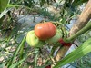 自产/有机种植 番茄/ 西红柿 大果型 粉果 商品缩略图3
