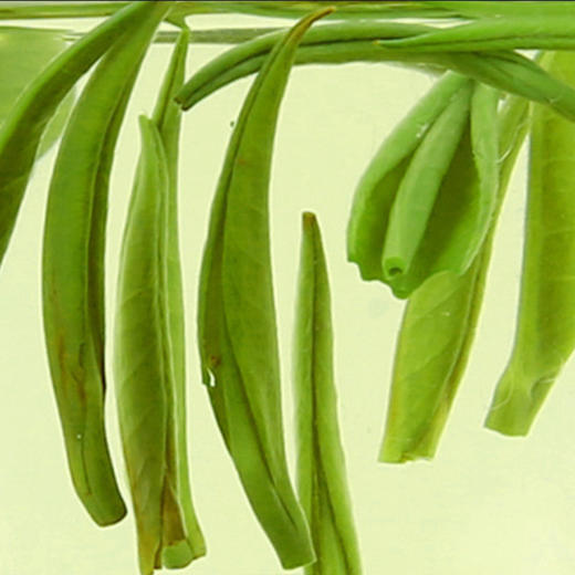 普洱绿茶 明前单芽春尖 哈乃菲茶叶 商品图3