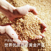 【有机纯燕麦片】内蒙古有机燕麦种植基地，裸燕麦高膳食纤维，口感Q弹有嚼劲AA 商品缩略图1