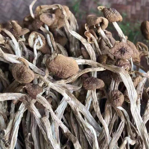 浙江丽水庆元县媛媛农业茶树菇250g/包 商品图1