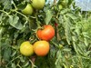 自产/有机种植 番茄/ 西红柿 大果型 粉果 商品缩略图2