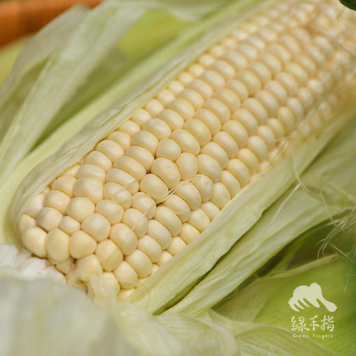 生态紫糯玉米 | 合作生产*Eco-friendly Purple Waxy Corn|  Partner Production 商品图1