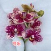 蝴蝶兰 | 可乐（可能有轻微瑕疵不售后，介意慎拍） 商品缩略图1