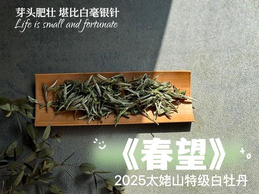 【2025春茶上市】2025特级白牡丹《春望》，弥漫着毫香与素雅花香，剥了叶子就是白毫银针，太像银针了 商品图3